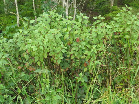 Image of sticky snakeroot