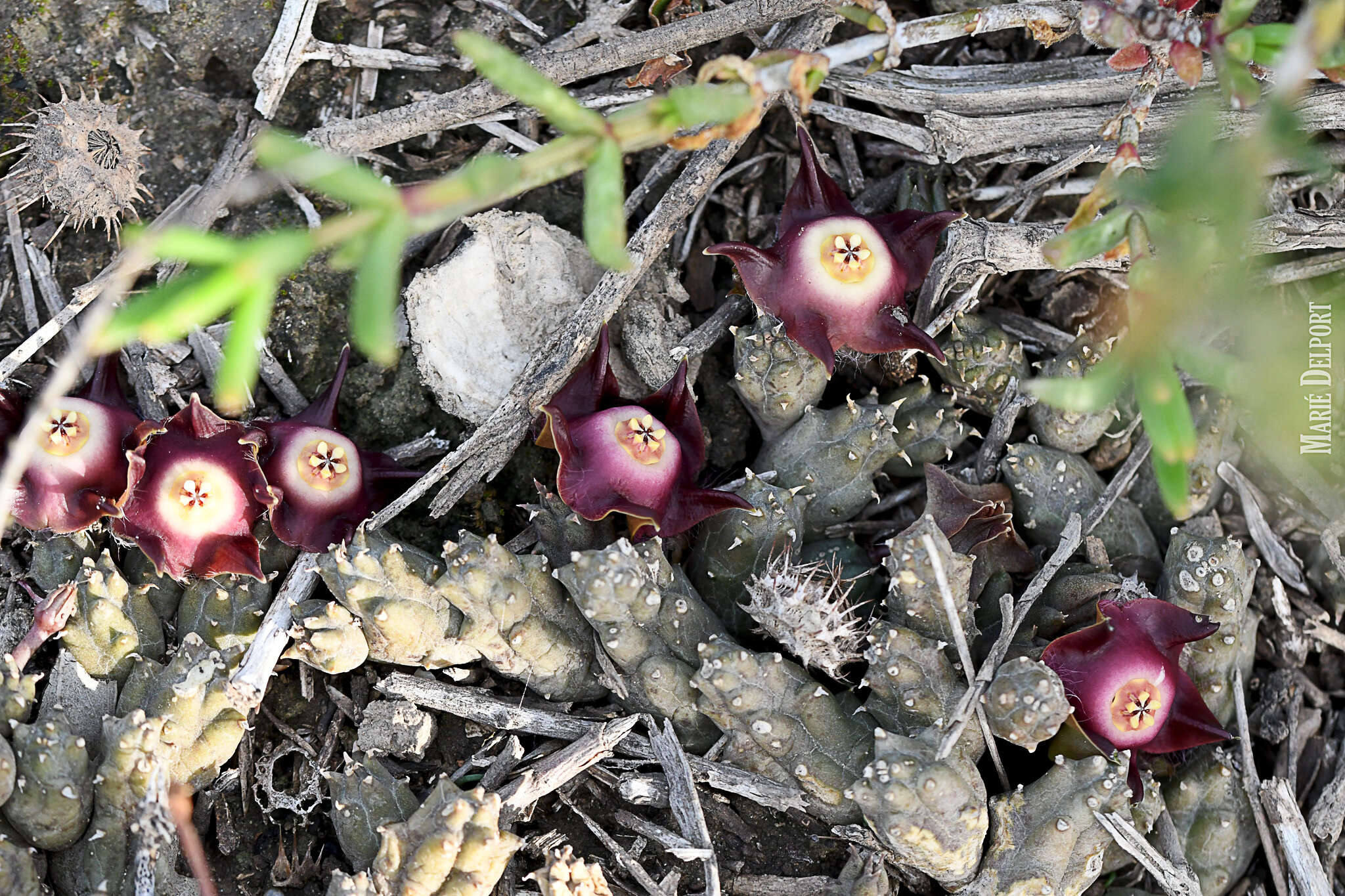 Image of Ceropegia pillansiana (N. E. Br.) Bruyns