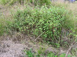 Image of sticky snakeroot