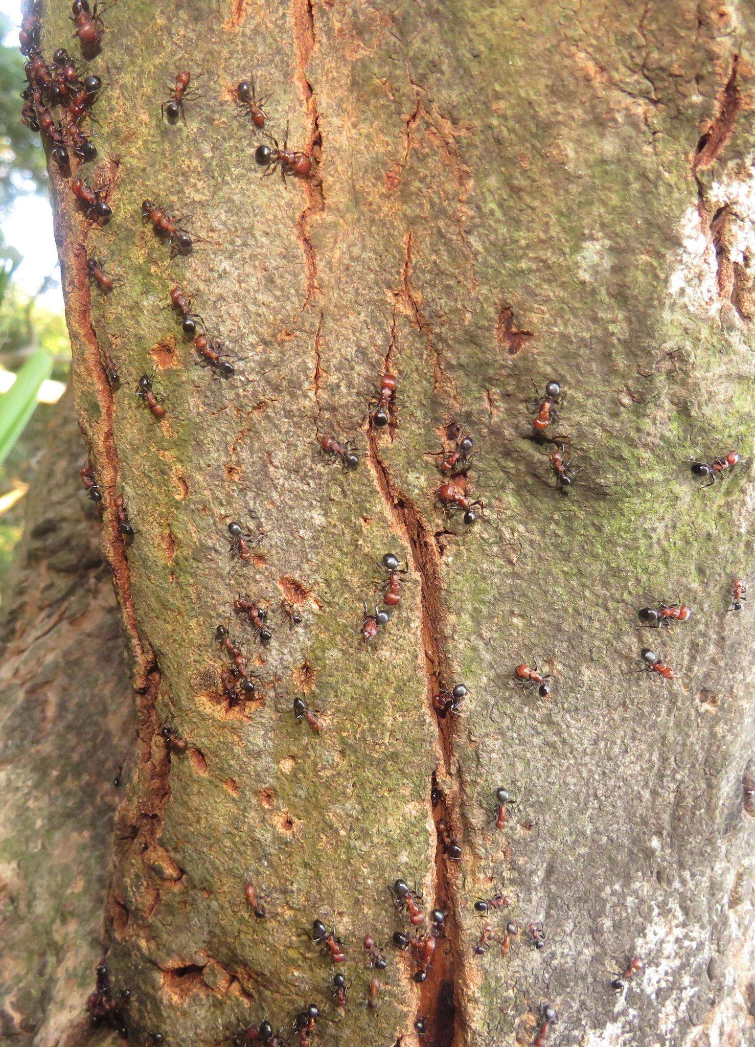 Image of Atopomyrmex mocquerysi Andre 1889