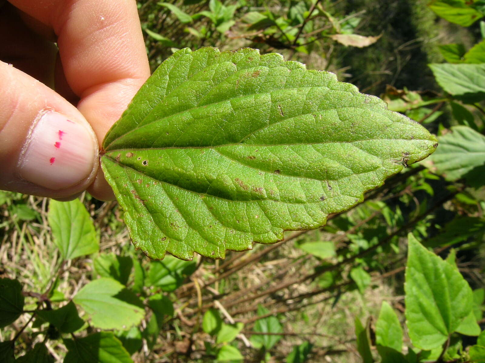 صورة Ageratina adenophora (Spreng.) R. King & H. Rob.