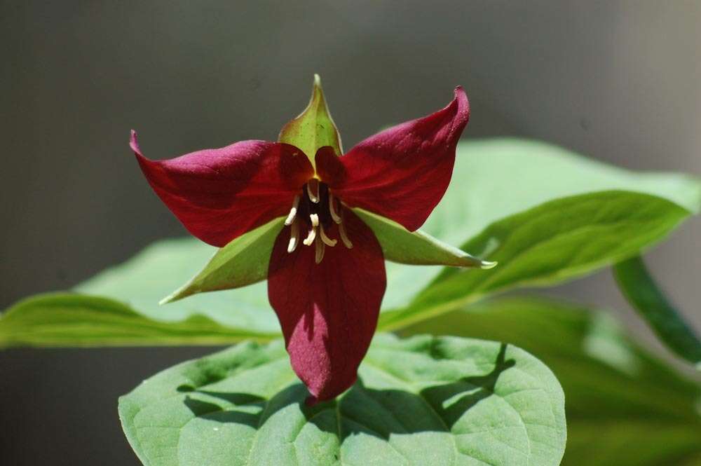 Image of red trillium