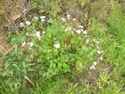 صورة Ageratina adenophora (Spreng.) R. King & H. Rob.