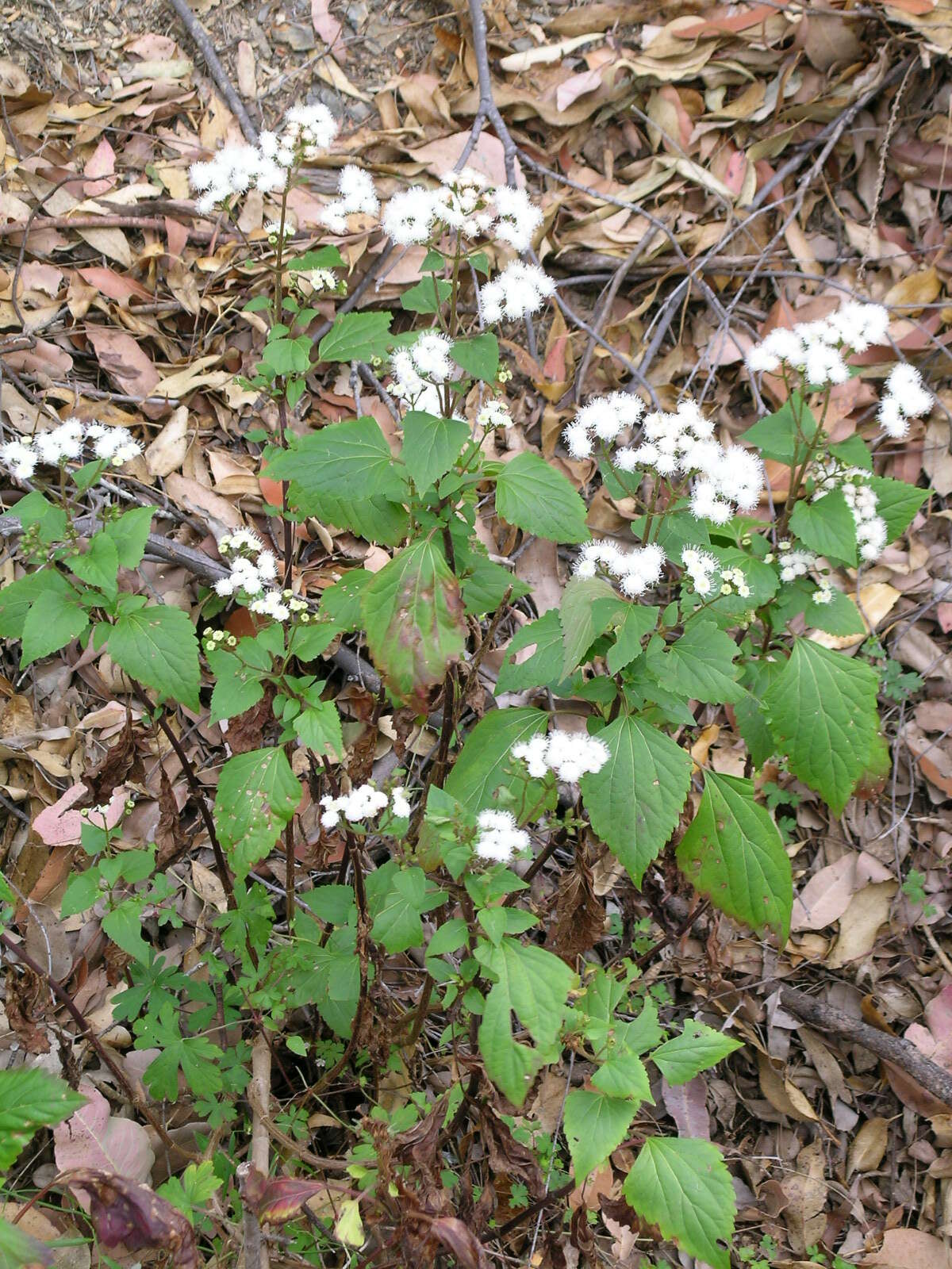 صورة Ageratina adenophora (Spreng.) R. King & H. Rob.