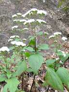 Image of sticky snakeroot