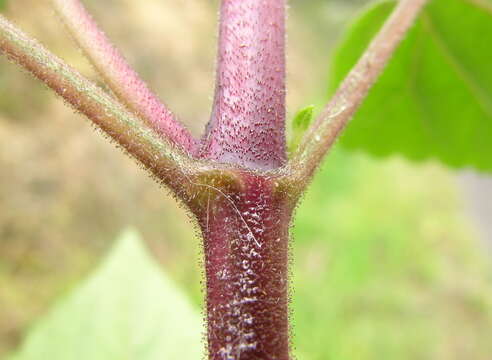 Image of sticky snakeroot