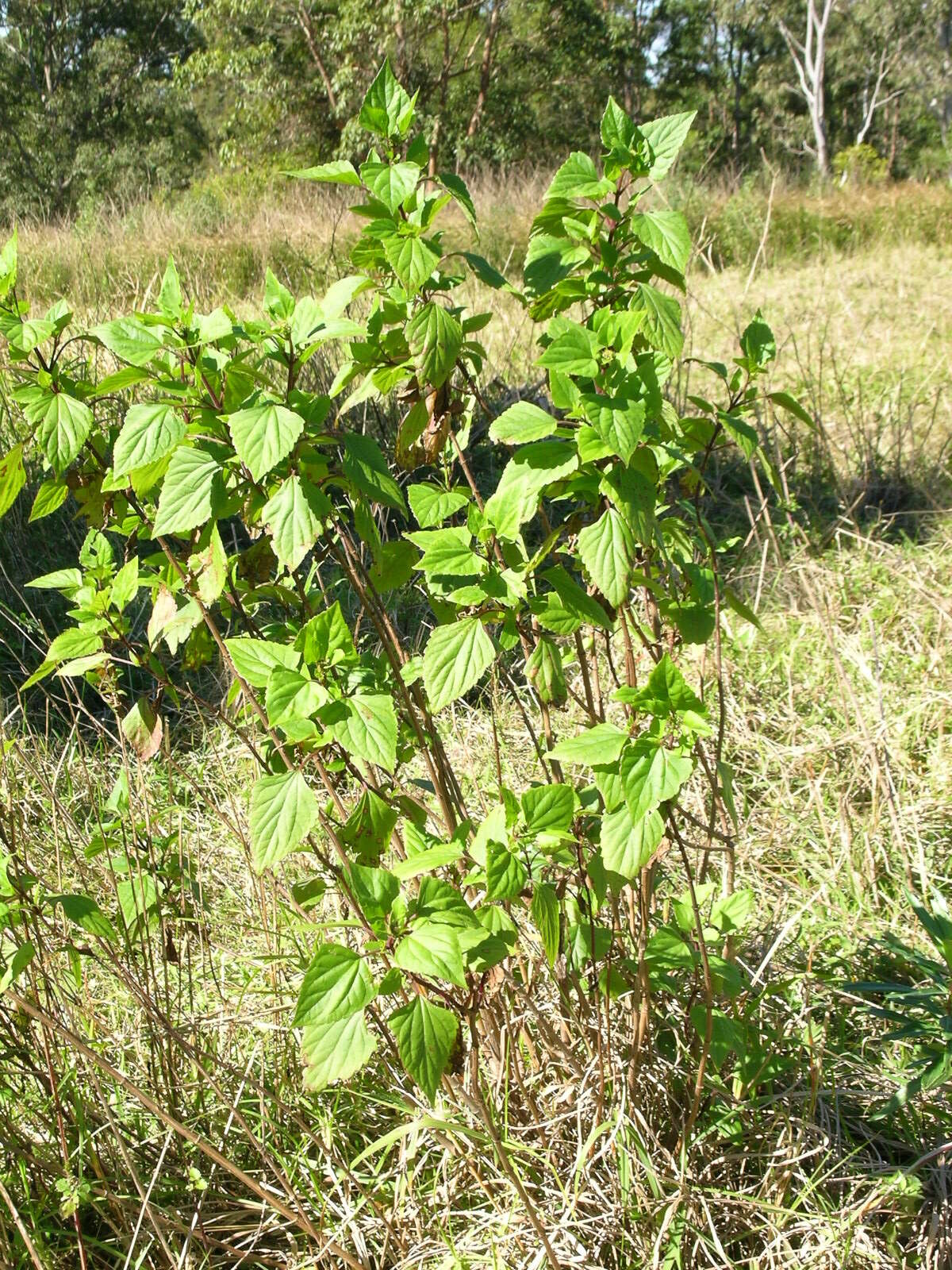 Image of sticky snakeroot