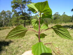 صورة Ageratina adenophora (Spreng.) R. King & H. Rob.