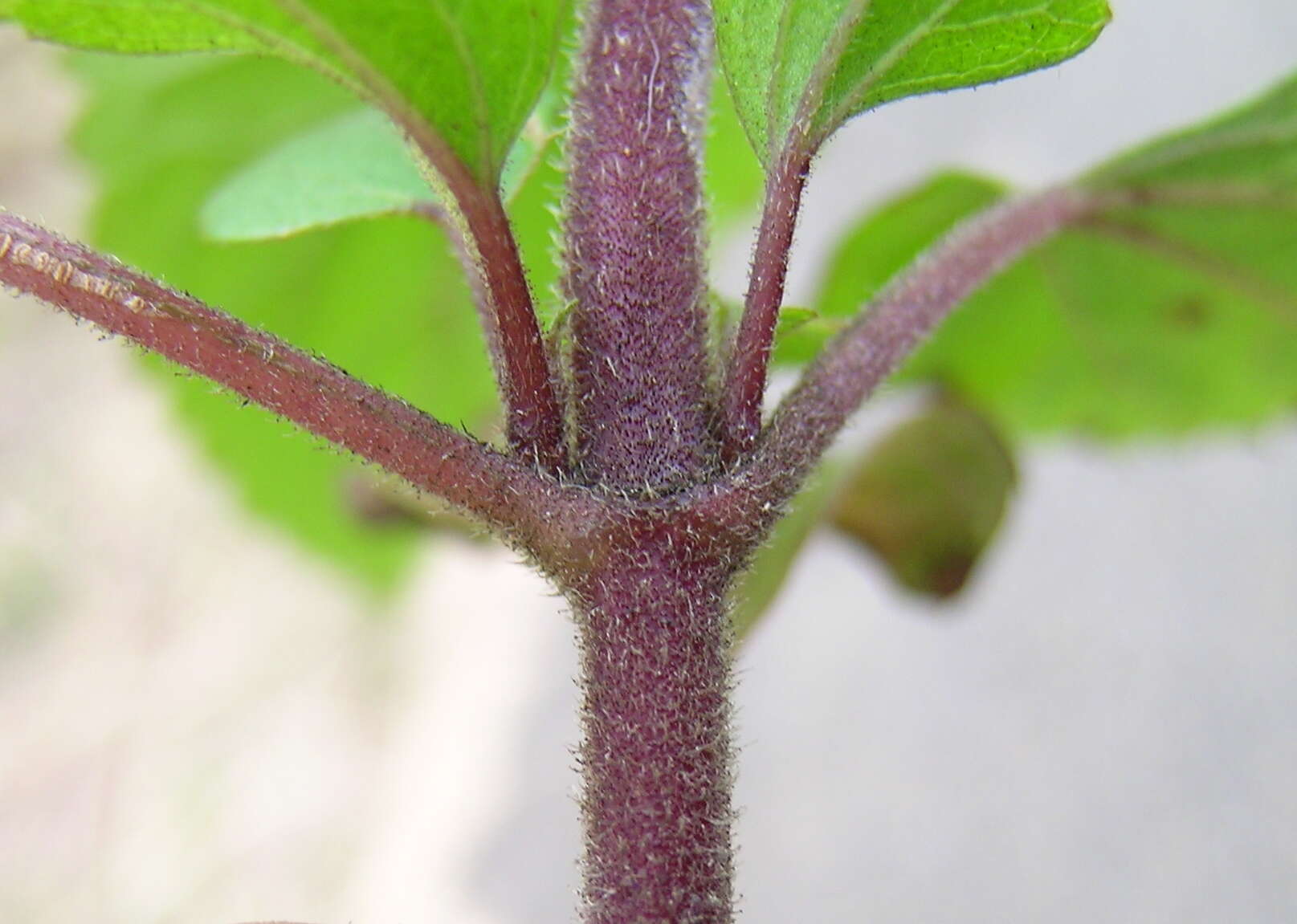 صورة Ageratina adenophora (Spreng.) R. King & H. Rob.