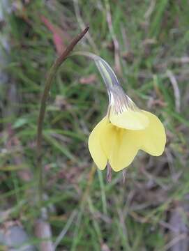 Plancia ëd Diuris monticola D. L. Jones