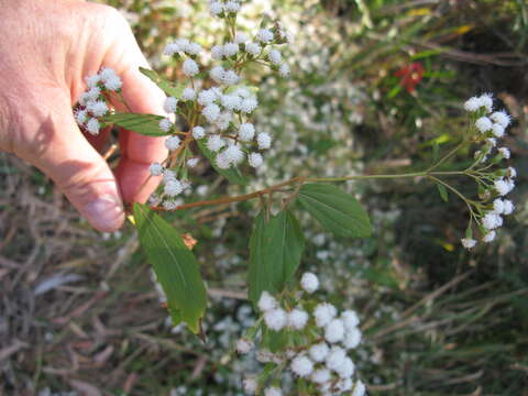 صورة Ageratina riparia (Regel) R. King & H. Rob.