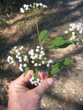 Image of spreading snakeroot