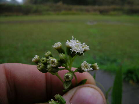 Image of spreading snakeroot