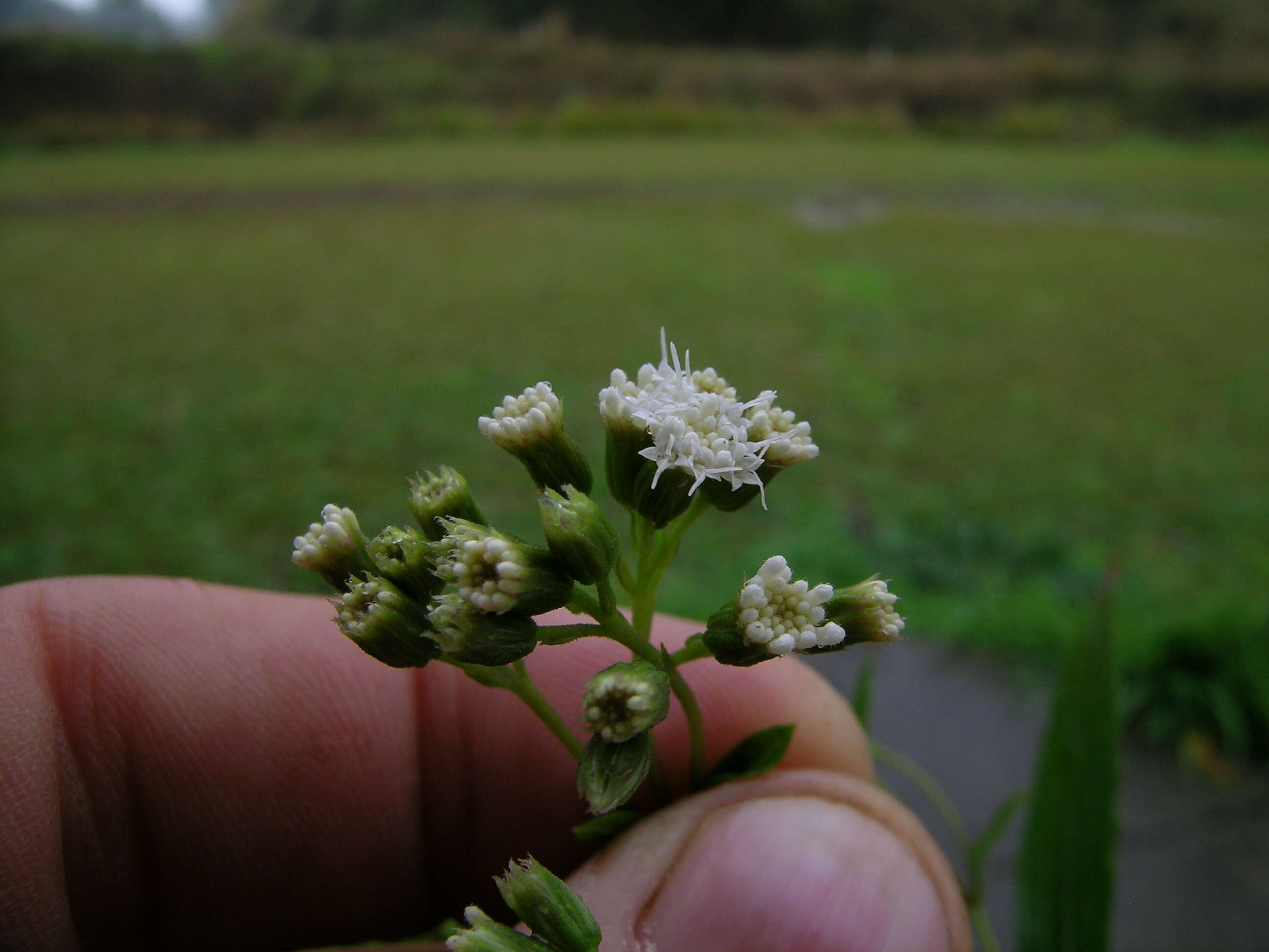 صورة Ageratina riparia (Regel) R. King & H. Rob.