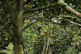 <i>Turdus niveiceps</i>的圖片