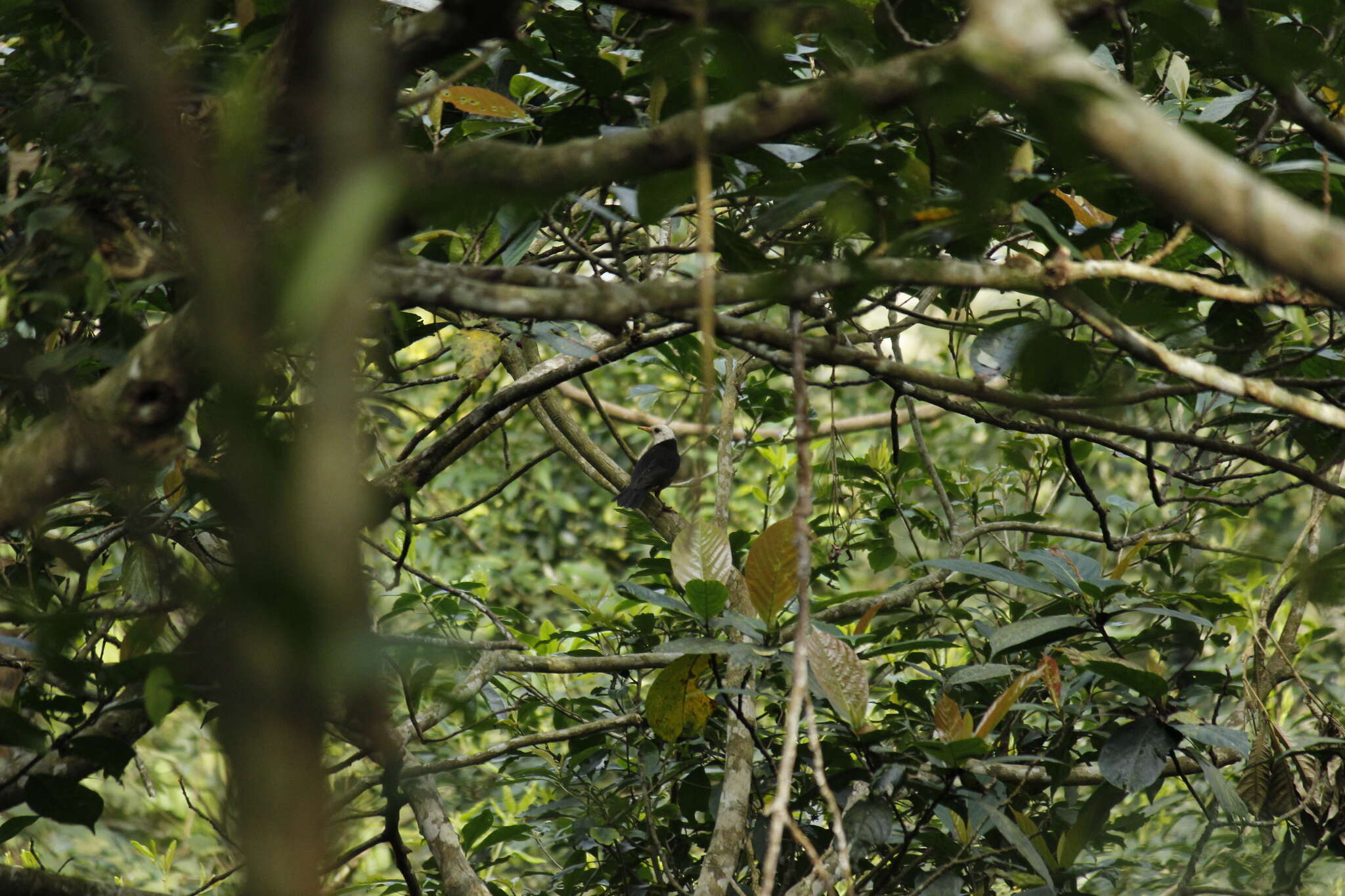 <i>Turdus niveiceps</i>的圖片