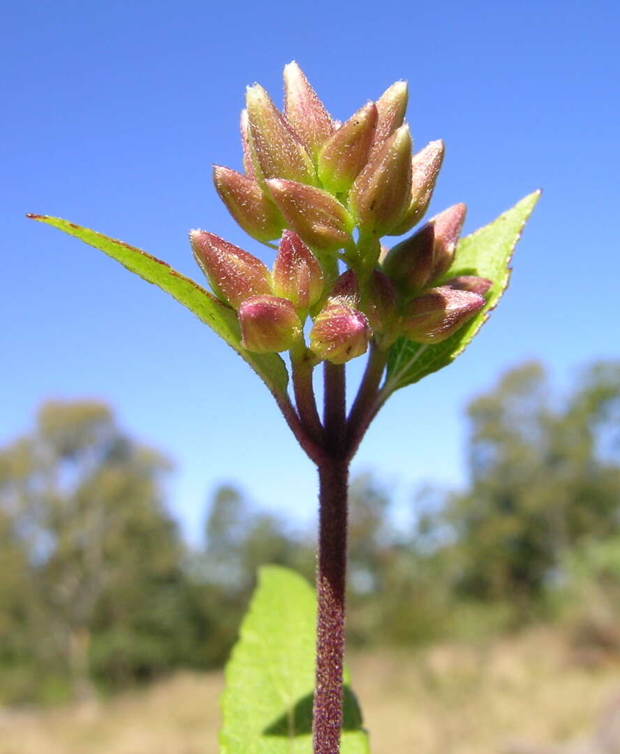 صورة Ageratina riparia (Regel) R. King & H. Rob.