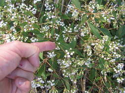 صورة Ageratina riparia (Regel) R. King & H. Rob.