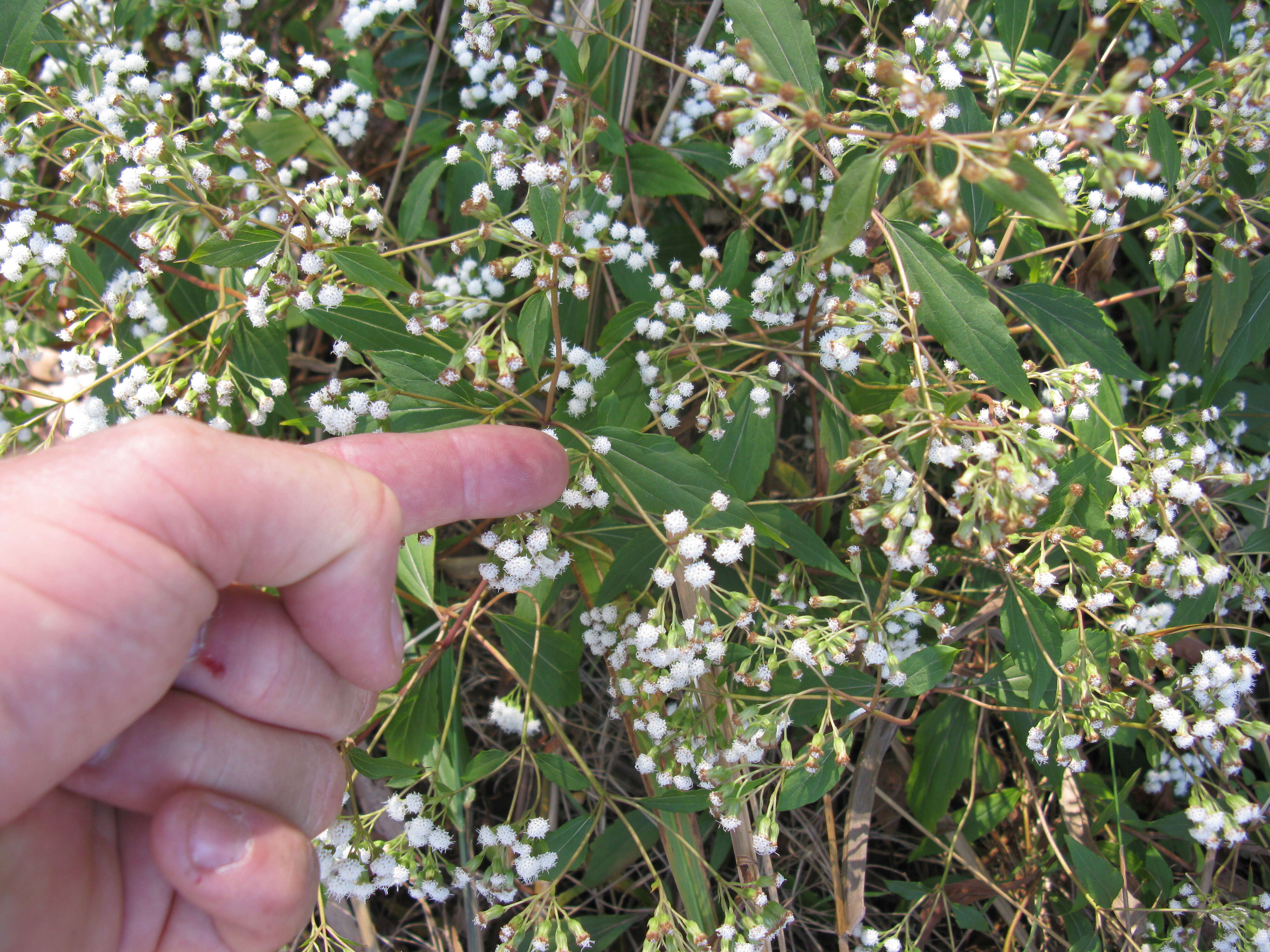 صورة Ageratina riparia (Regel) R. King & H. Rob.