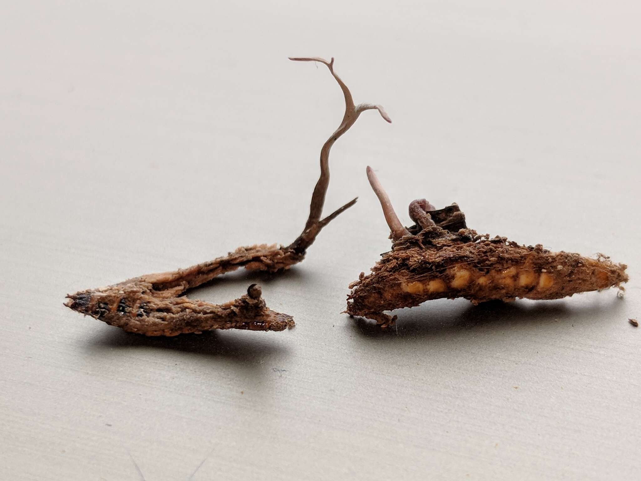 Image of Ophiocordyceps stylophora (Berk. & Broome) G. H. Sung, J. M. Sung, Hywel-Jones & Spatafora 2007