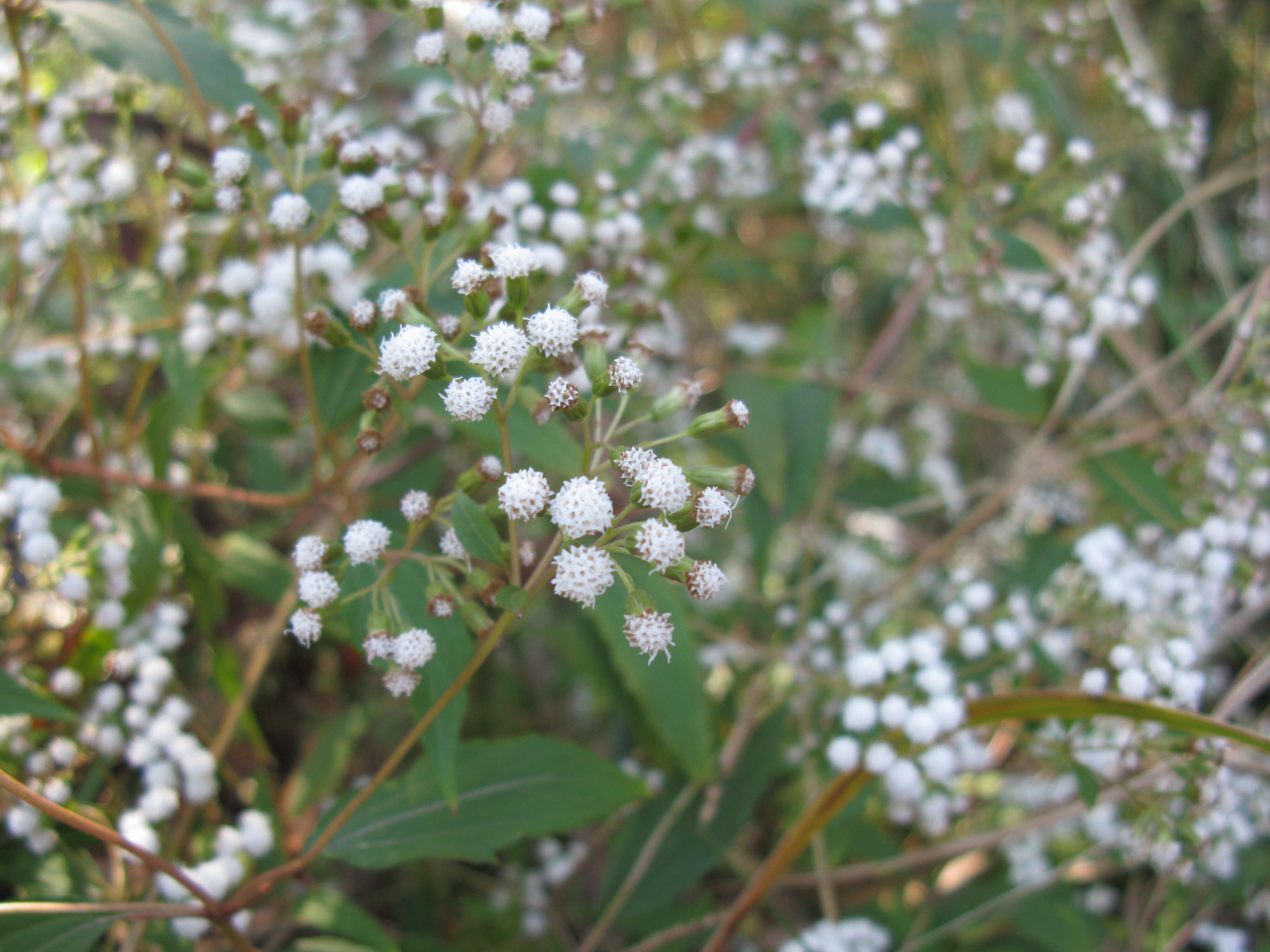 صورة Ageratina riparia (Regel) R. King & H. Rob.