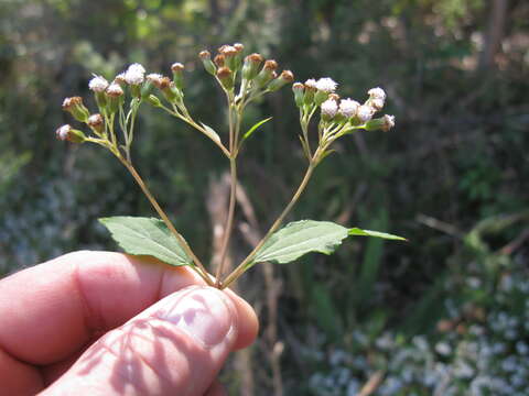 Image of spreading snakeroot