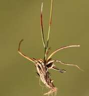 Image of Spiked Wood-Rush