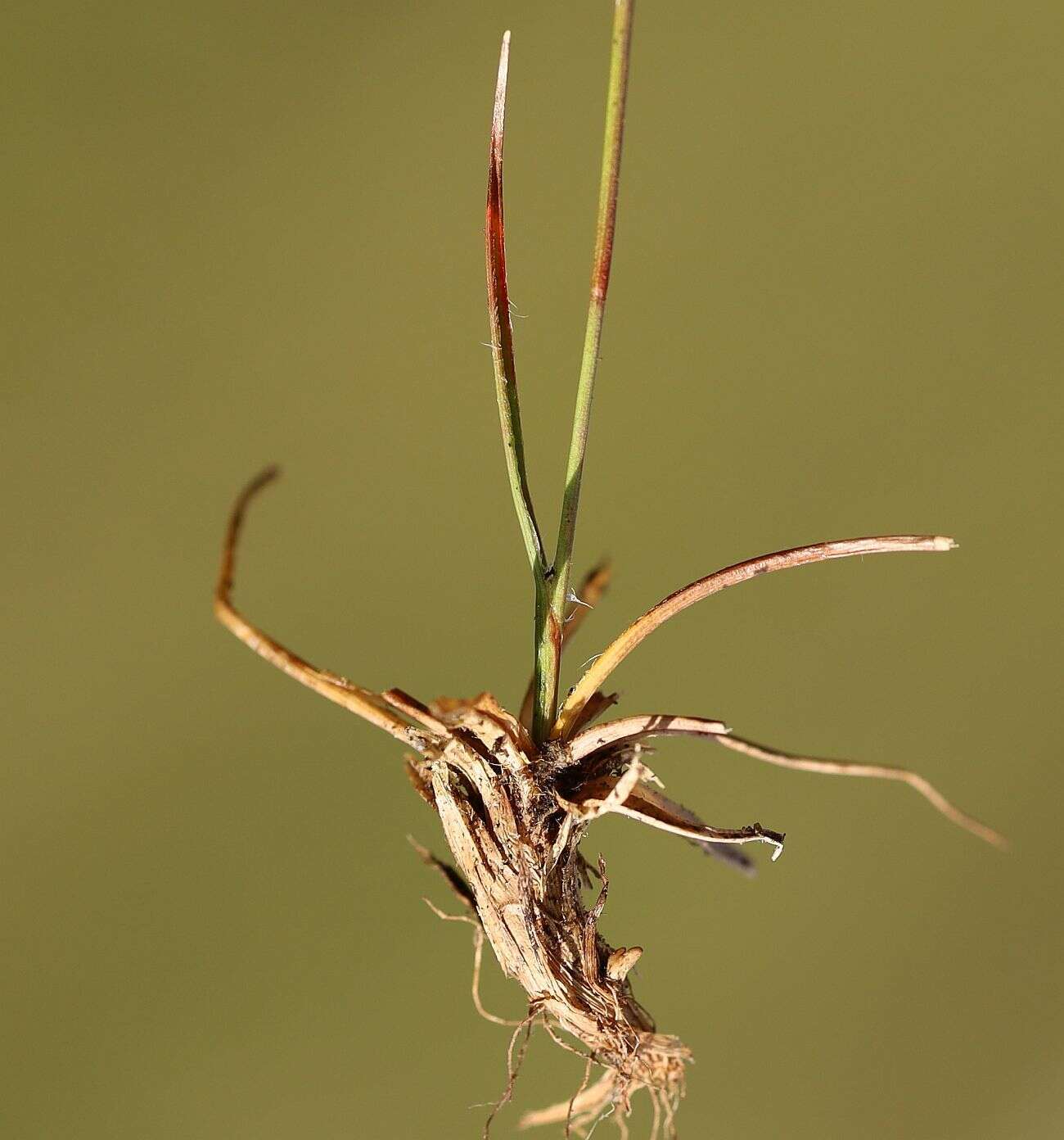 Image of Spiked Wood-Rush