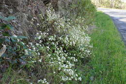 صورة Ageratina riparia (Regel) R. King & H. Rob.