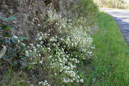 Image of spreading snakeroot