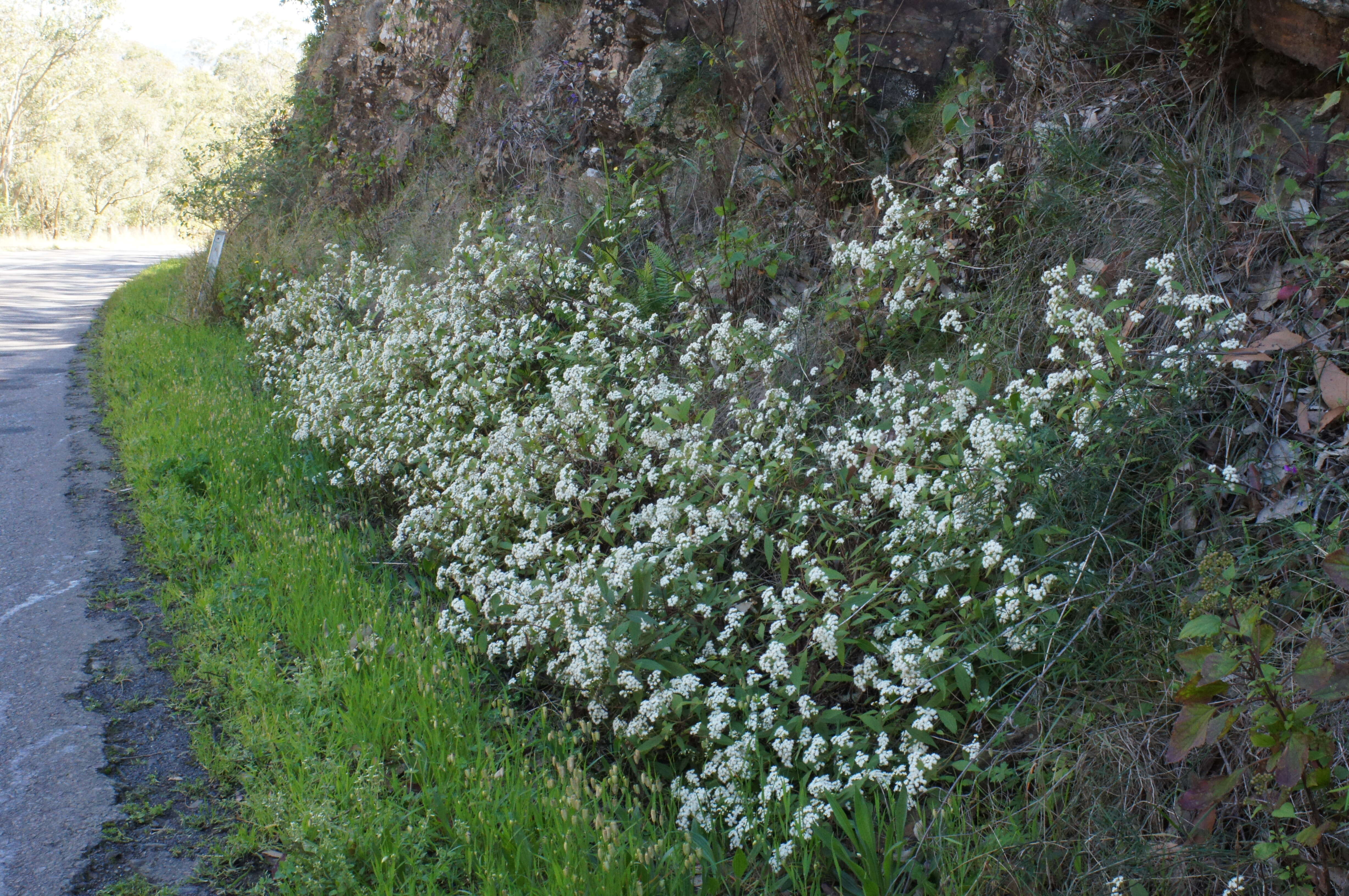 صورة Ageratina riparia (Regel) R. King & H. Rob.