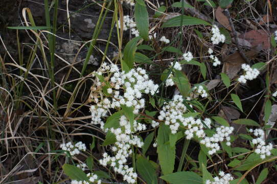 Image of spreading snakeroot