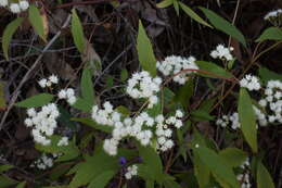 صورة Ageratina riparia (Regel) R. King & H. Rob.