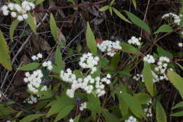 صورة Ageratina riparia (Regel) R. King & H. Rob.