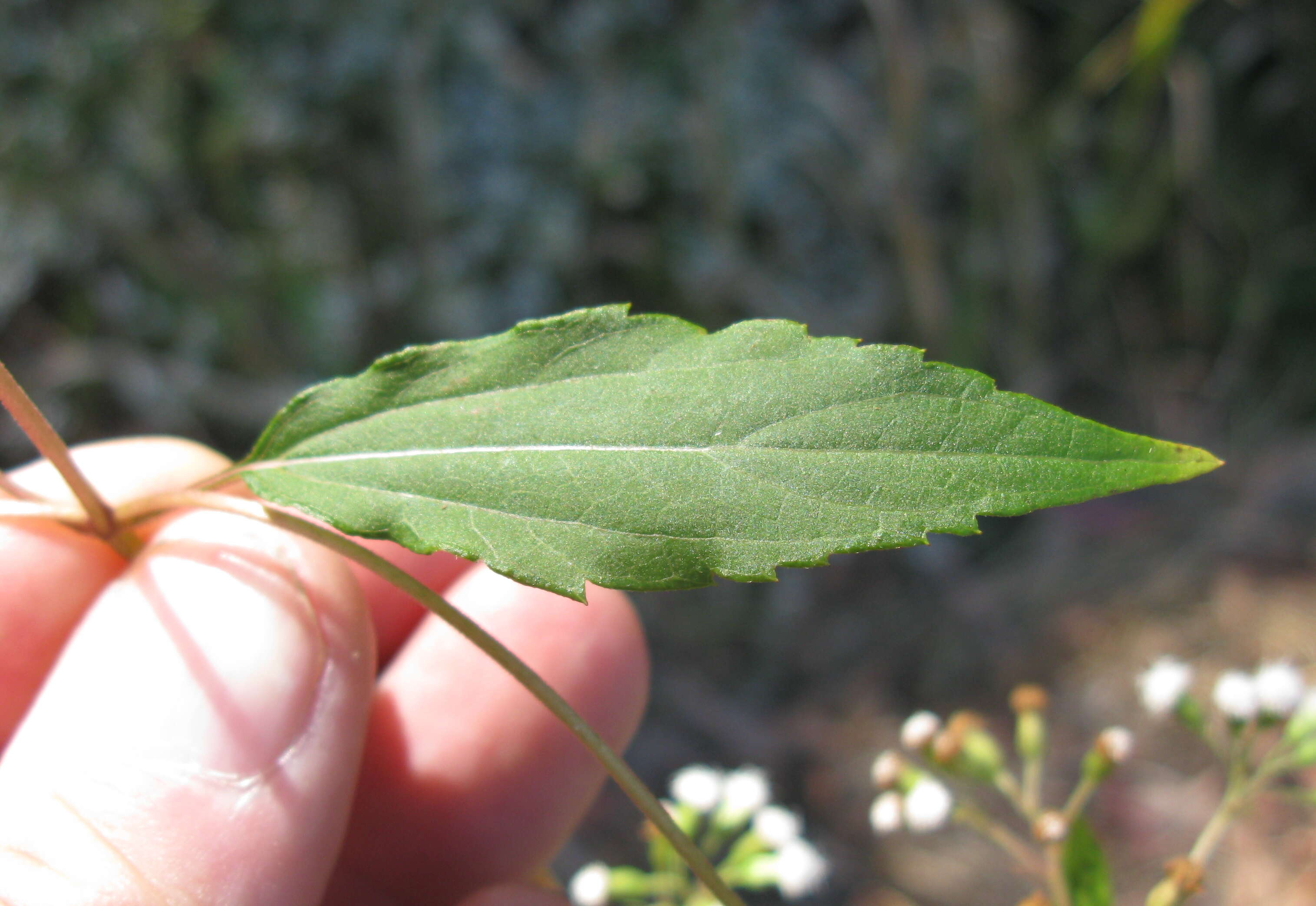 صورة Ageratina riparia (Regel) R. King & H. Rob.