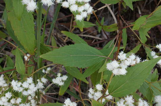 Image of spreading snakeroot