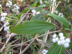 صورة Ageratina riparia (Regel) R. King & H. Rob.