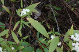 صورة Ageratina riparia (Regel) R. King & H. Rob.