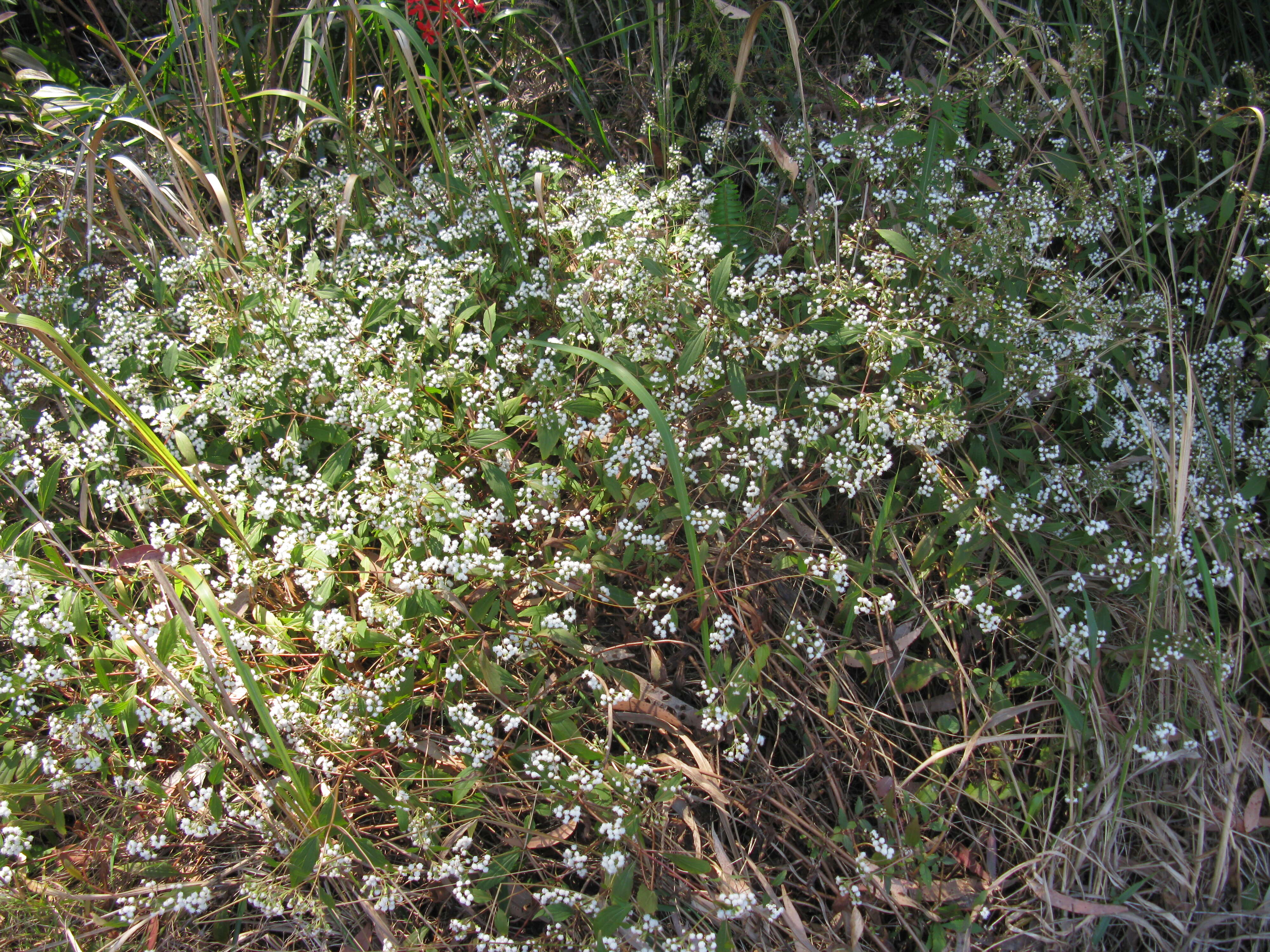 صورة Ageratina riparia (Regel) R. King & H. Rob.