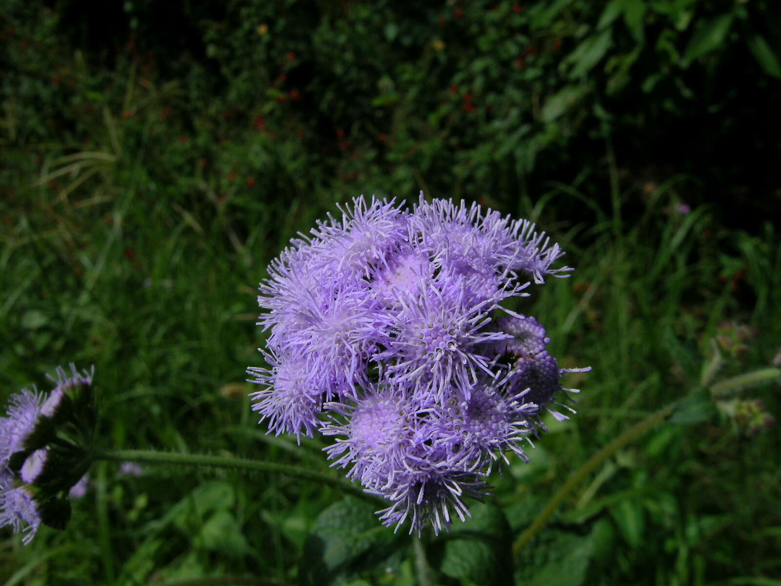 Imagem de Ageratum houstonianum Mill.