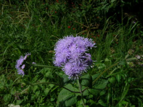 Imagem de Ageratum houstonianum Mill.