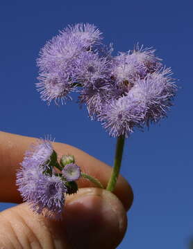 Imagem de Ageratum houstonianum Mill.