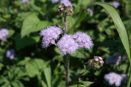 Imagem de Ageratum houstonianum Mill.