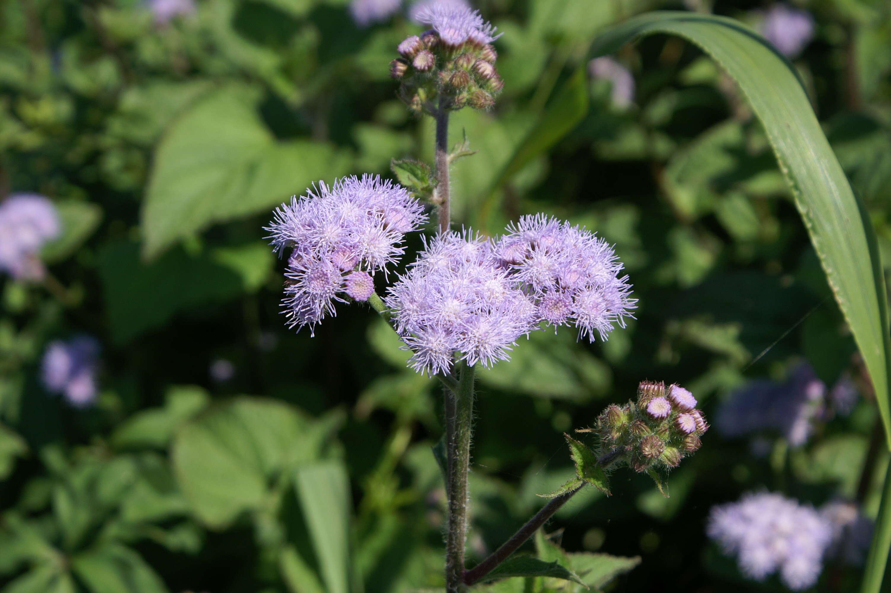 Imagem de Ageratum houstonianum Mill.