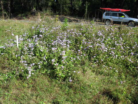 Imagem de Ageratum houstonianum Mill.