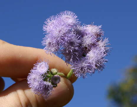 Imagem de Ageratum houstonianum Mill.