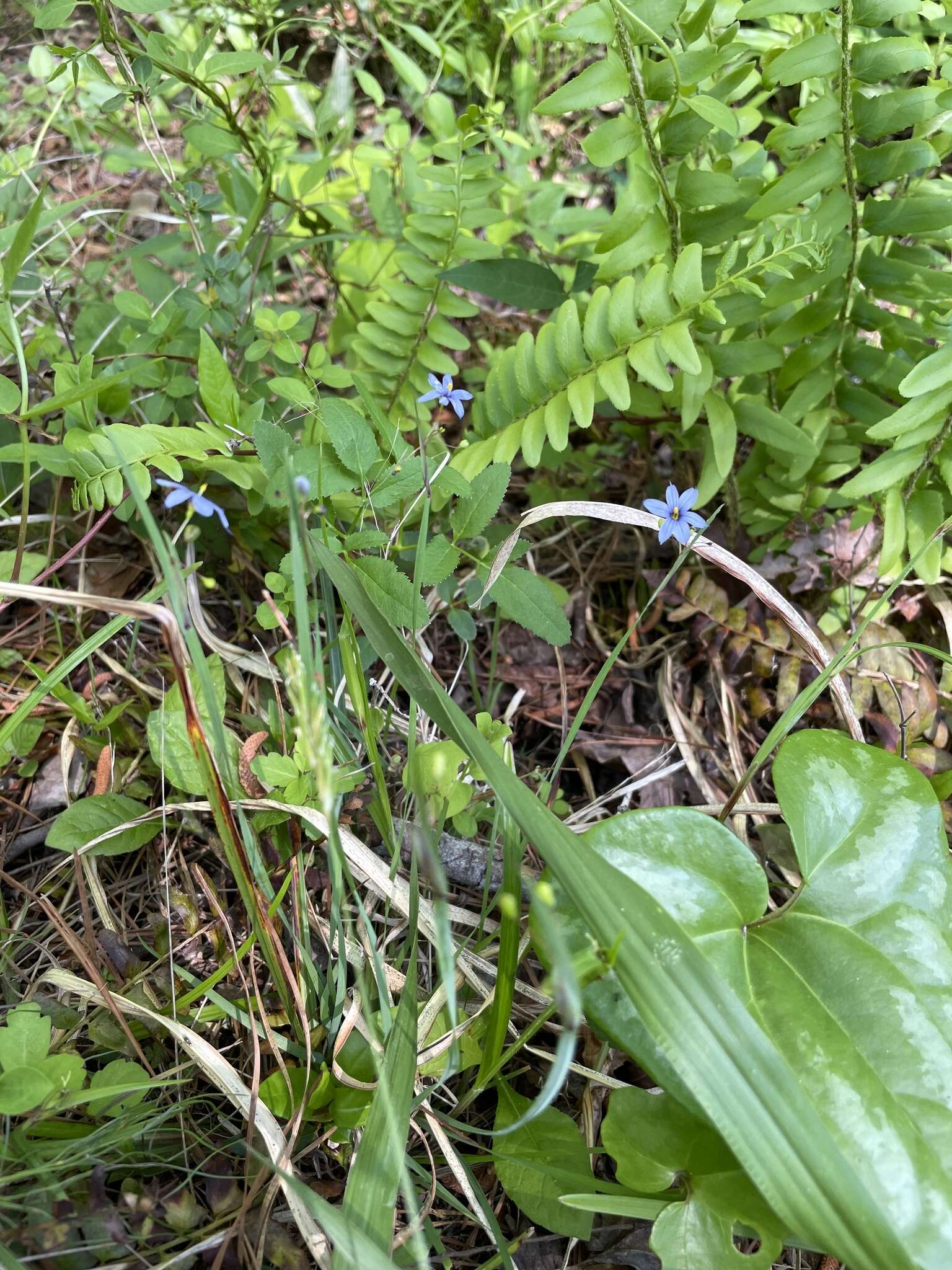 Image of Needle-Tip Blue-Eyed-Grass