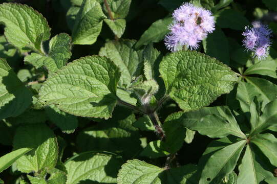 Imagem de Ageratum houstonianum Mill.