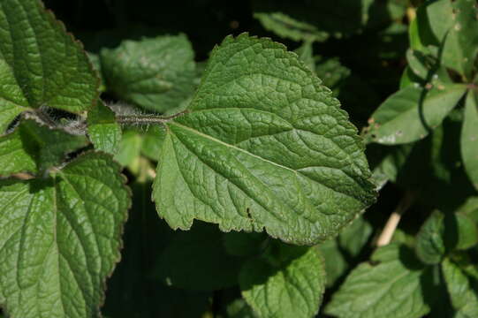 Imagem de Ageratum houstonianum Mill.