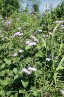 Imagem de Ageratum houstonianum Mill.